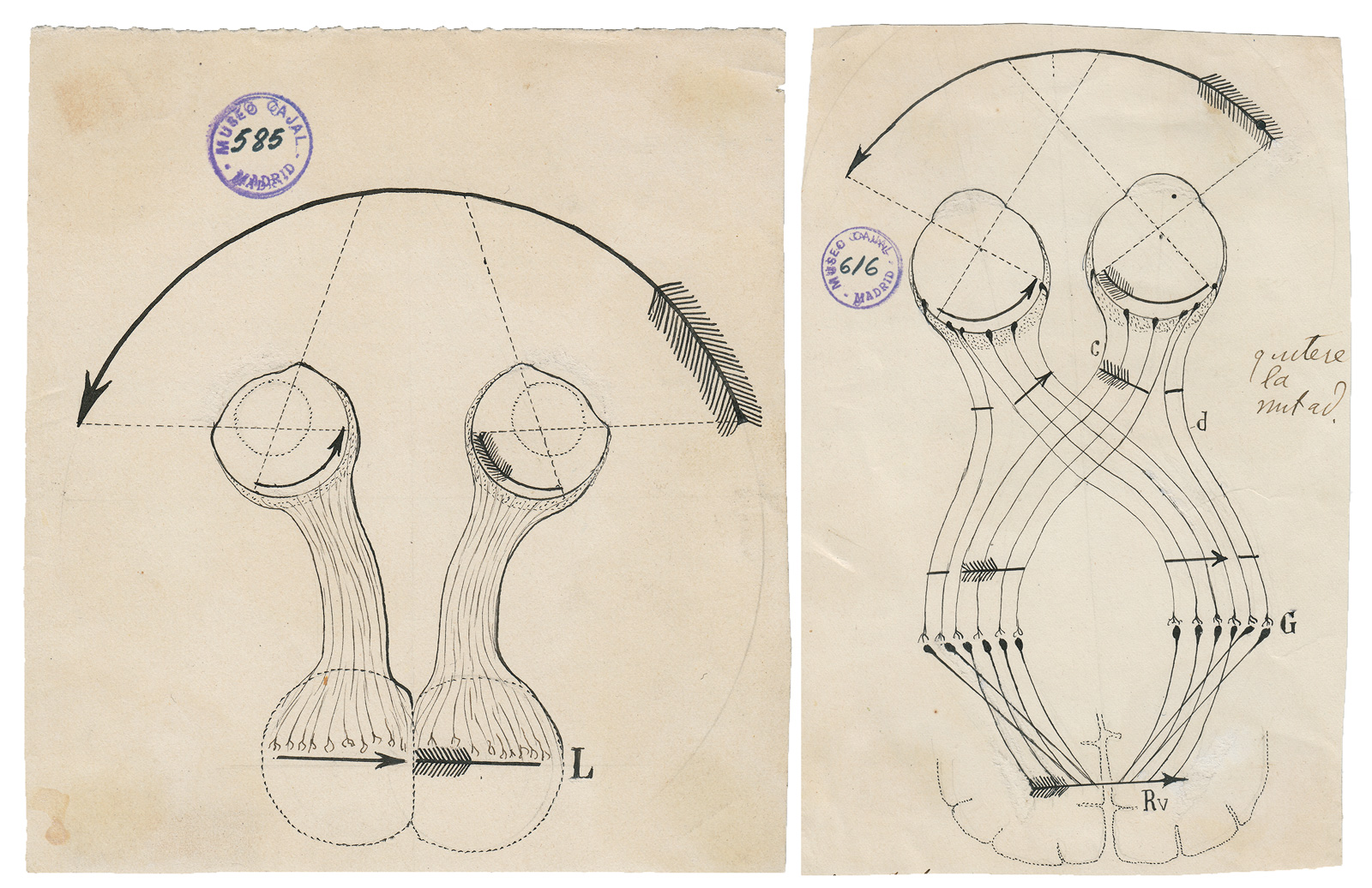 Diagramas de Ramón y Cajal