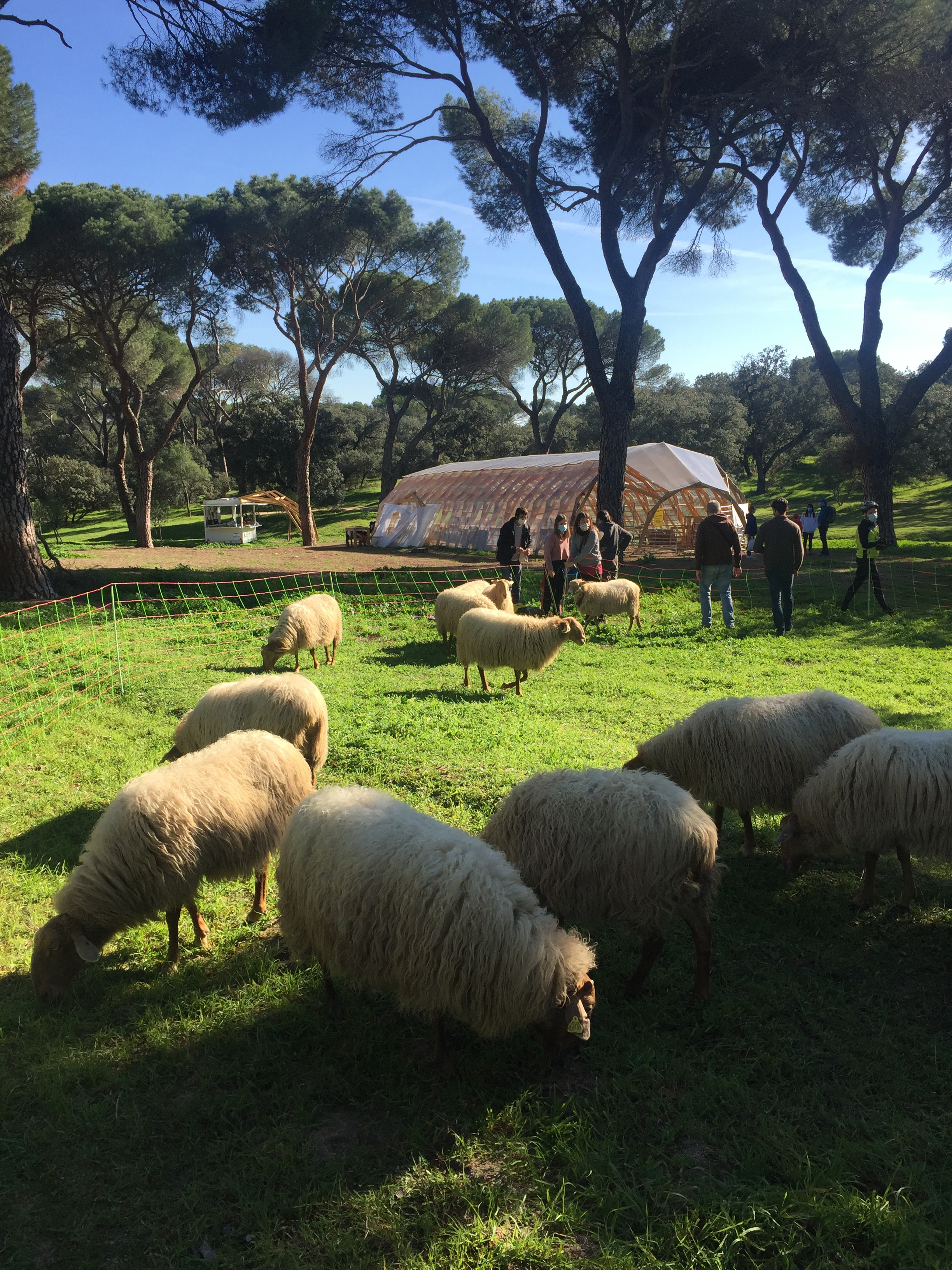 Foto de ovejas pastando en primer plano con construcción y pinos al fondo.