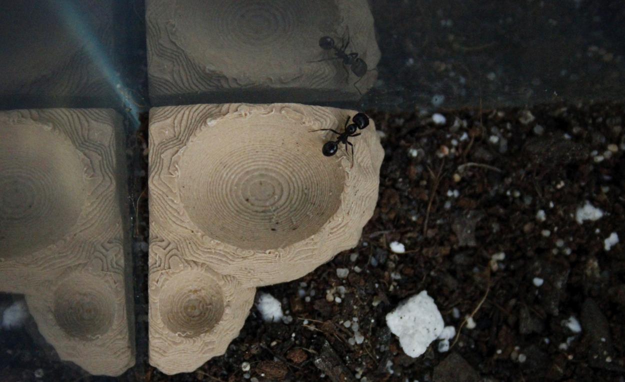 hormiga sobre un bebedero impreso en 3D