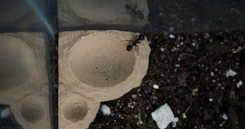 Foto de hormiga, arena y hormiguero artificial