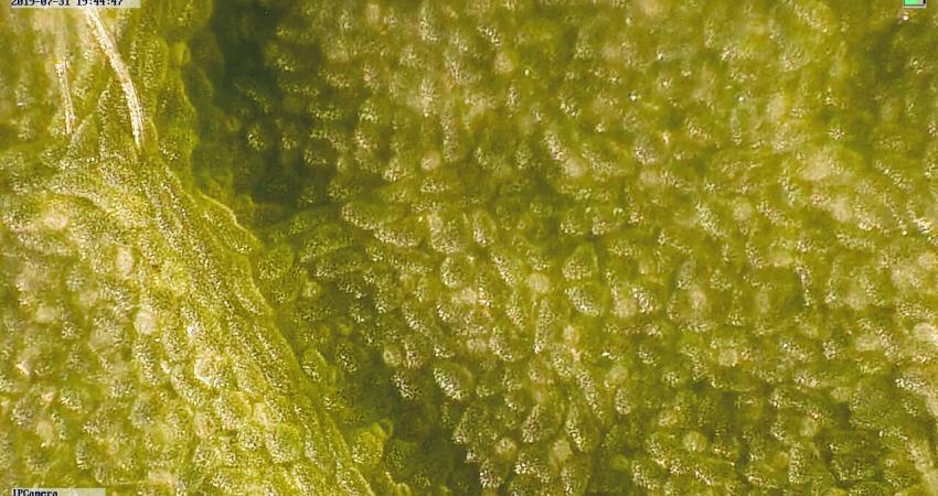 Hoja de aguacate. 100x