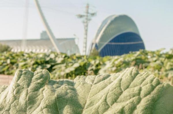 ORGULLO DE HUERTA