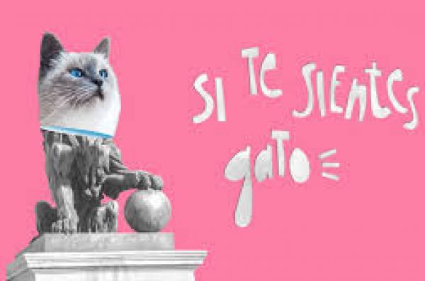 gato